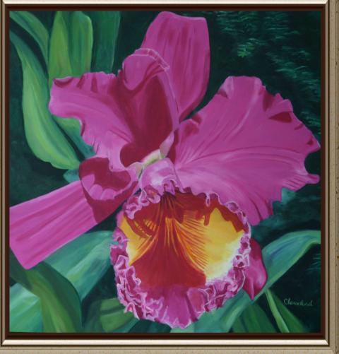 Magenta Orchid A member of the orchid family, this is a beautiful magenta color