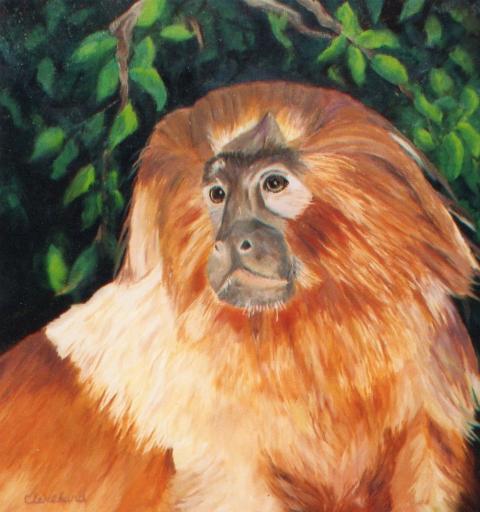 One of a series of paintings of endangered animals
