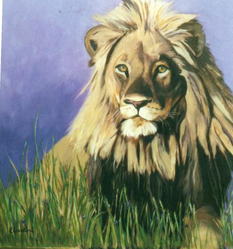 His Majesty A kingly lion surveys his territory