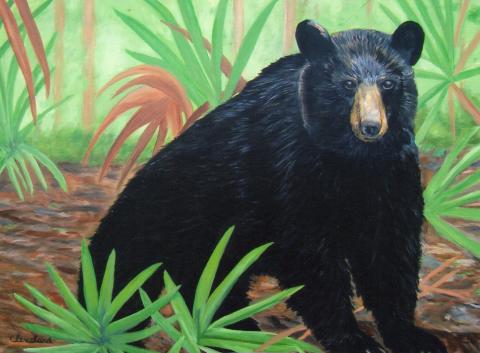 Florida Black Bear